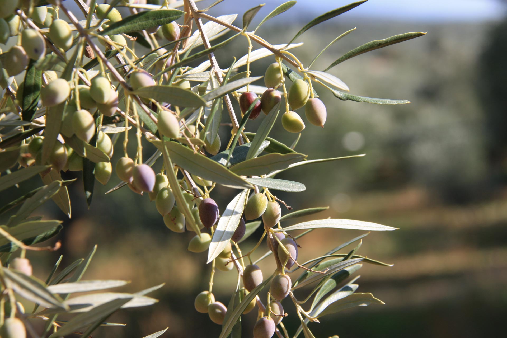 The olive fruit begins to ripen